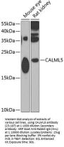 CALML5 Antibody