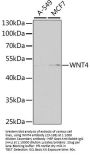 WNT4 Antibody