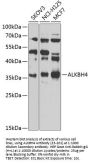 ALKBH4 Antibody