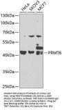 PRMT6 Antibody