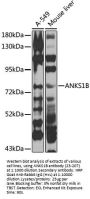 ANKS1B Antibody