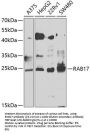 RAB17 Antibody