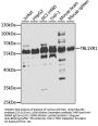 TBL1XR1 Antibody