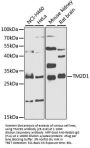TM2D1 Antibody