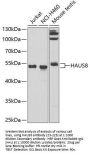 HAUS8 Antibody