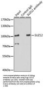 ADAR Antibody