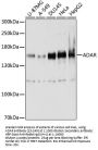 ADAR Antibody