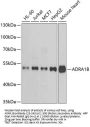 ADRA1B Antibody