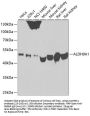 ALDH9A1 Antibody
