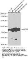 AMPD1 Antibody