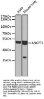 ANGPT1 Antibody