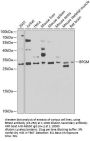 BPGM Antibody