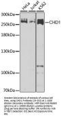 CHD1 Antibody, KO Validated