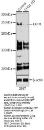 CHD1 Antibody, KO Validated