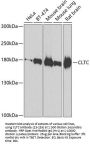 CLTC Antibody