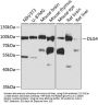 DLG4 Antibody