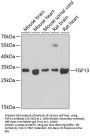FGF13 Antibody