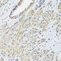 FLNA Antibody