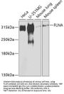 FLNA Antibody