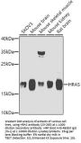 HRas Antibody
