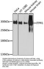 ITPR1 Antibody