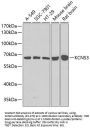 KCNS3 Antibody