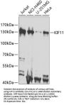 KIF11 Antibody