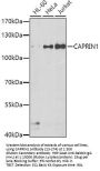 CAPRIN1 Antibody