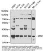 MTX1 Antibody