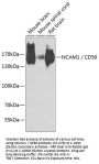 NCAM1 / CD56 Antibody