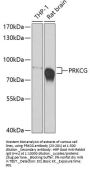 PRKCG Antibody