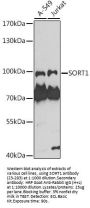 SORT1 Antibody