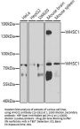 WHSC1 Antibody