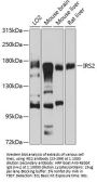 IRS2 Antibody