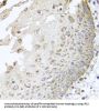 IRS2 Antibody