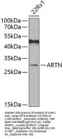 ARTN Antibody