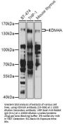 KDM4A Antibody