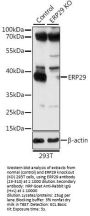 ERP29 Antibody, KO Validated
