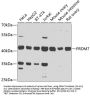 PRDM7 Antibody