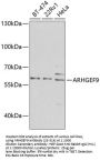 ARHGEF9 Antibody