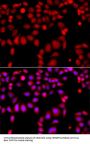 ARHGEF9 Antibody