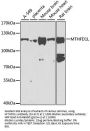 MTHFD1L Antibody