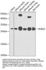 RAB23 Antibody
