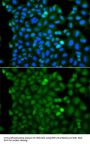 RNF125 Antibody