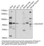 CALCOCO1 Antibody