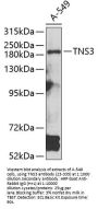 TNS3 Antibody