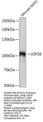 USP26 Antibody
