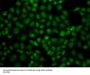 USP26 Antibody