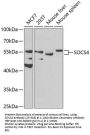 SOCS4 Antibody