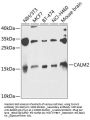 CALM2 Antibody